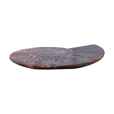 Ammonite 4-5 Approx 2250ctw