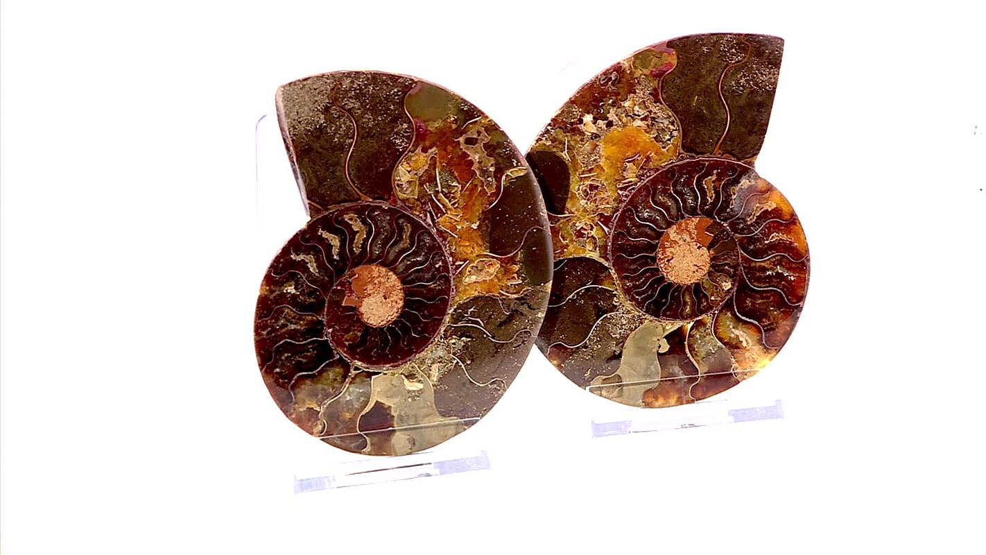 Ammonite 4-5 Approx 2250ctw
