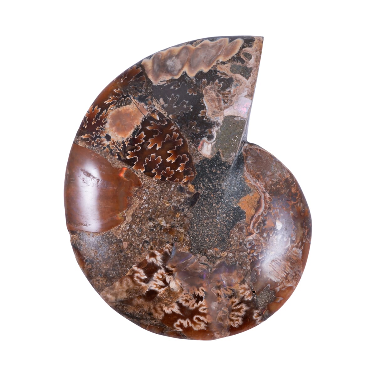 Ammonite 4-5 Approx 2250ctw image number 2