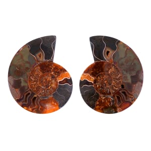 Ammonite 5-6 Approx 3150ctw