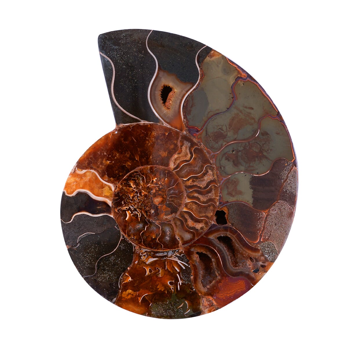Ammonite 5-6 Approx 3150ctw image number 1