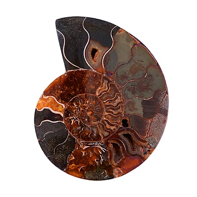 Ammonite 5-6 Approx 3150ctw
