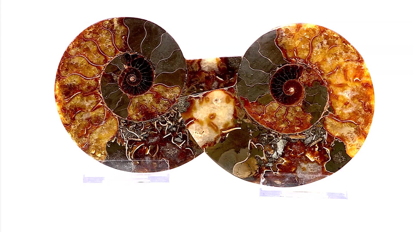 Ammonite 5-6 Approx 3150ctw