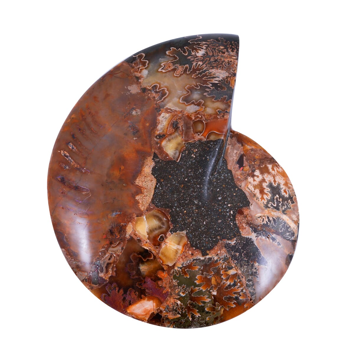 Ammonite 5-6 Approx 3150ctw image number 3