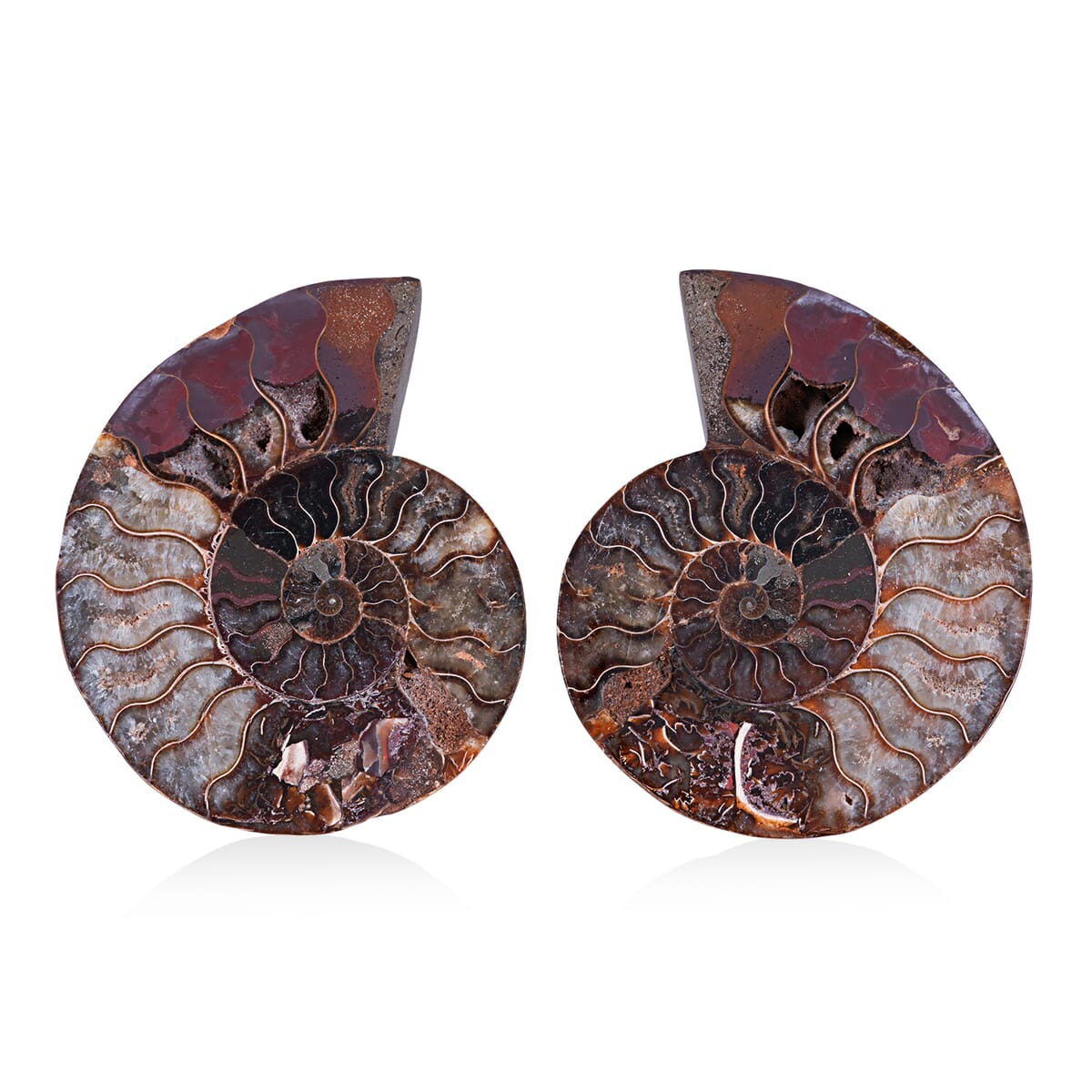 Ammonite 6-7 Approx 5200ctw image number 0