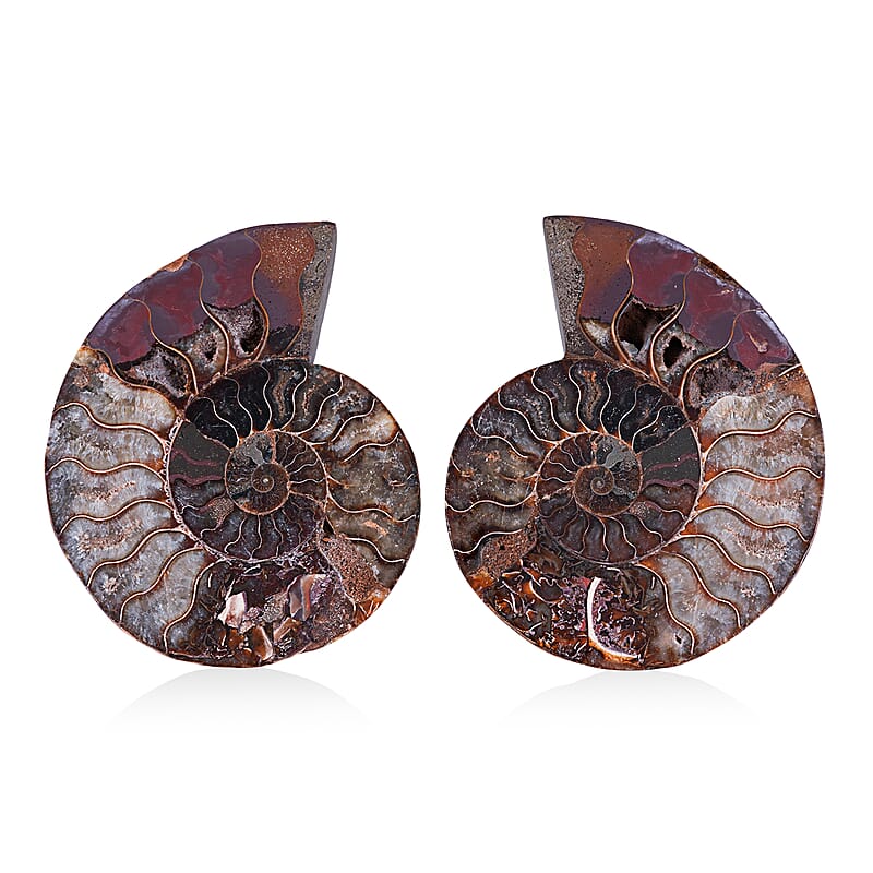 Ammonite 6-7 Approx 5200ctw