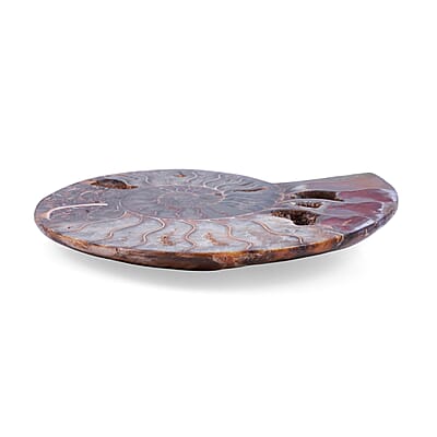 Ammonite 6-7 Approx 5200ctw