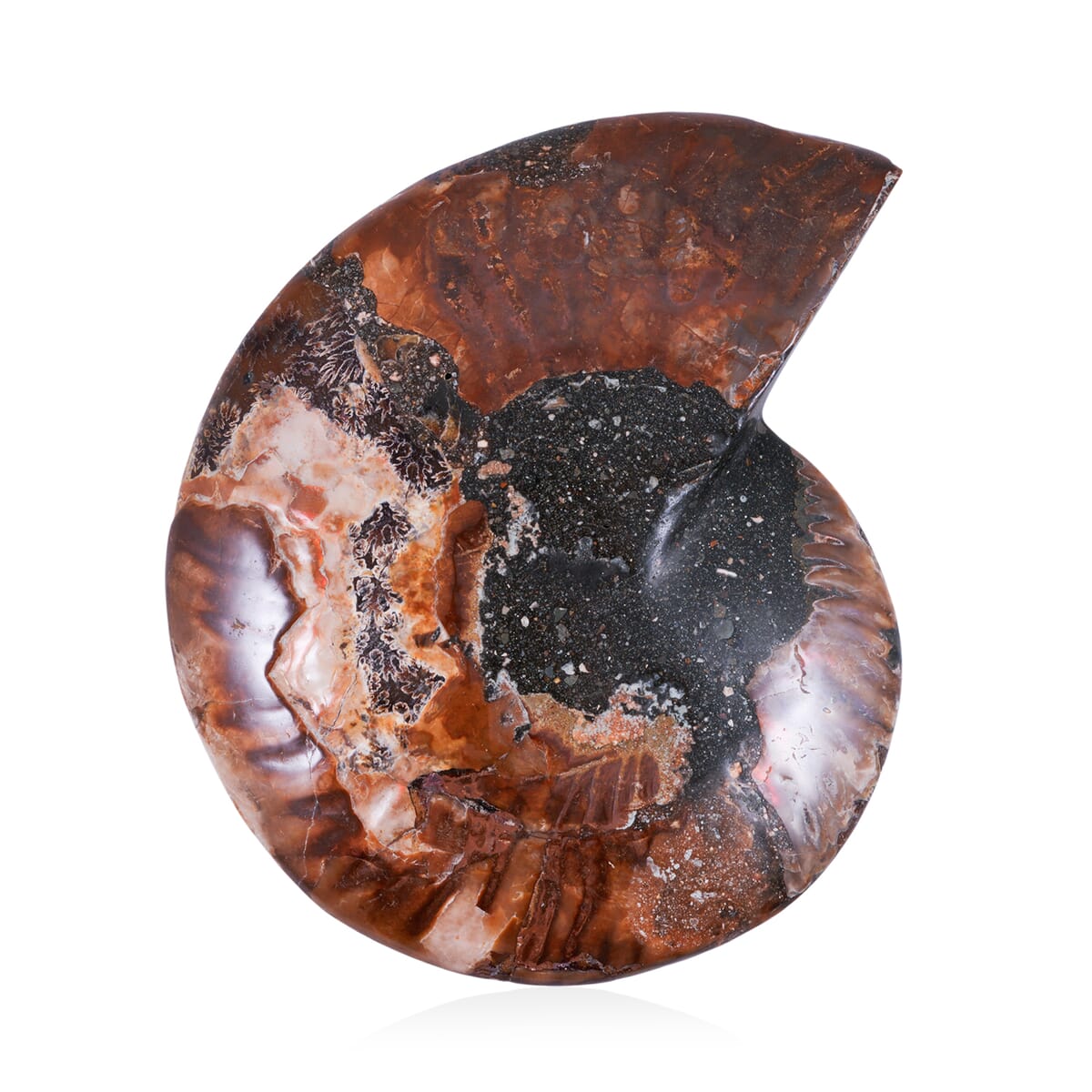 Ammonite 6-7 Approx 5200ctw image number 2