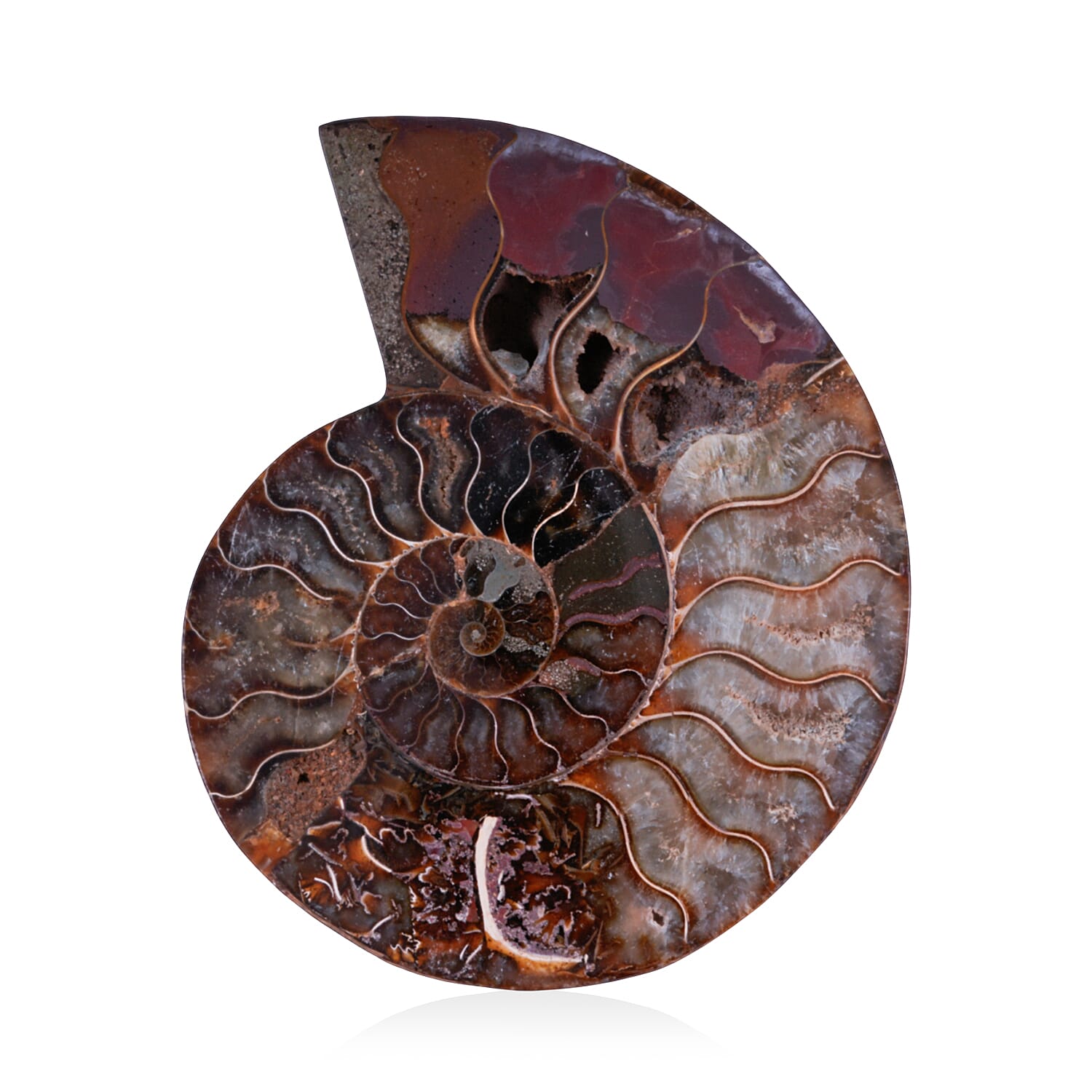 Ammonite 6-7 Approx 5200ctw