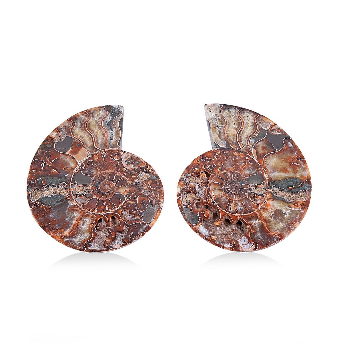 Ammonite 7-8 Approx 7700ctw image number 0