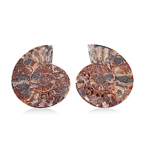 Ammonite 7-8 Approx 7700ctw