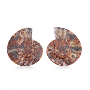 Ammonite 7-8 Approx 7700ctw