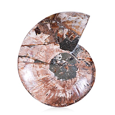 Ammonite 7-8 Approx 7700ctw