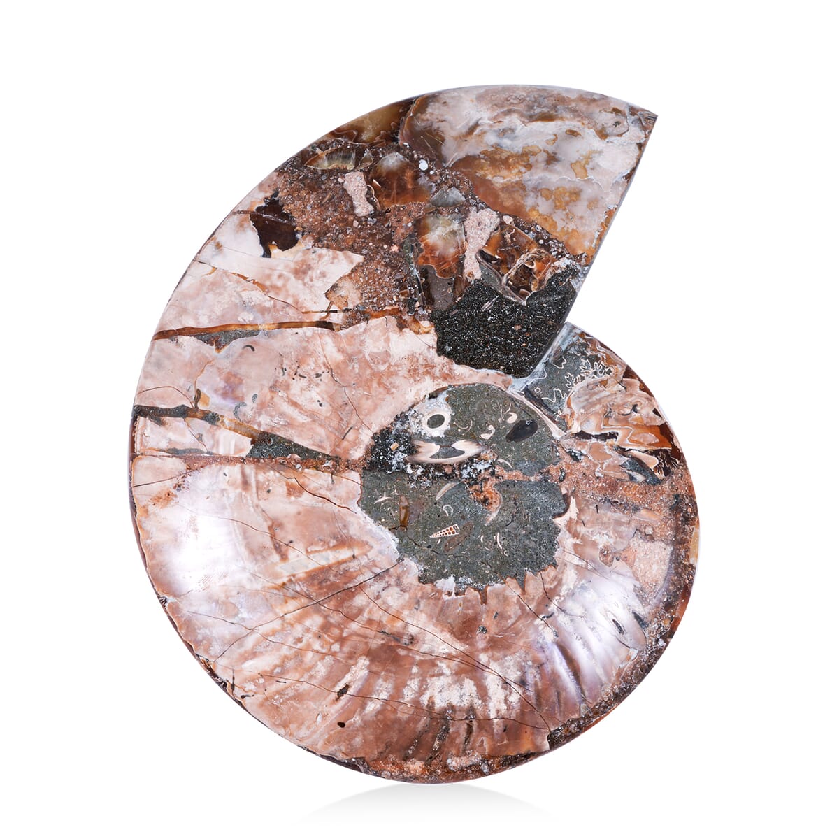 Ammonite 7-8 Approx 7700ctw image number 2