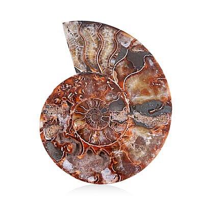 Ammonite 7-8 Approx 7700ctw