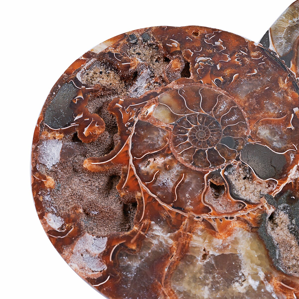 Ammonite 7-8 Approx 7700ctw image number 4