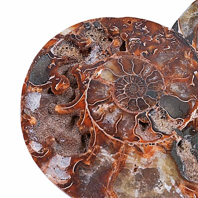 Ammonite 7-8 Approx 7700ctw