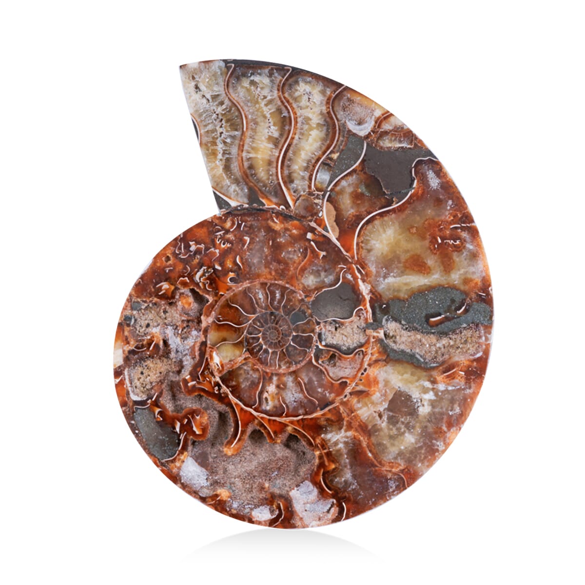 Ammonite 7-8 Approx 7700ctw image number 3