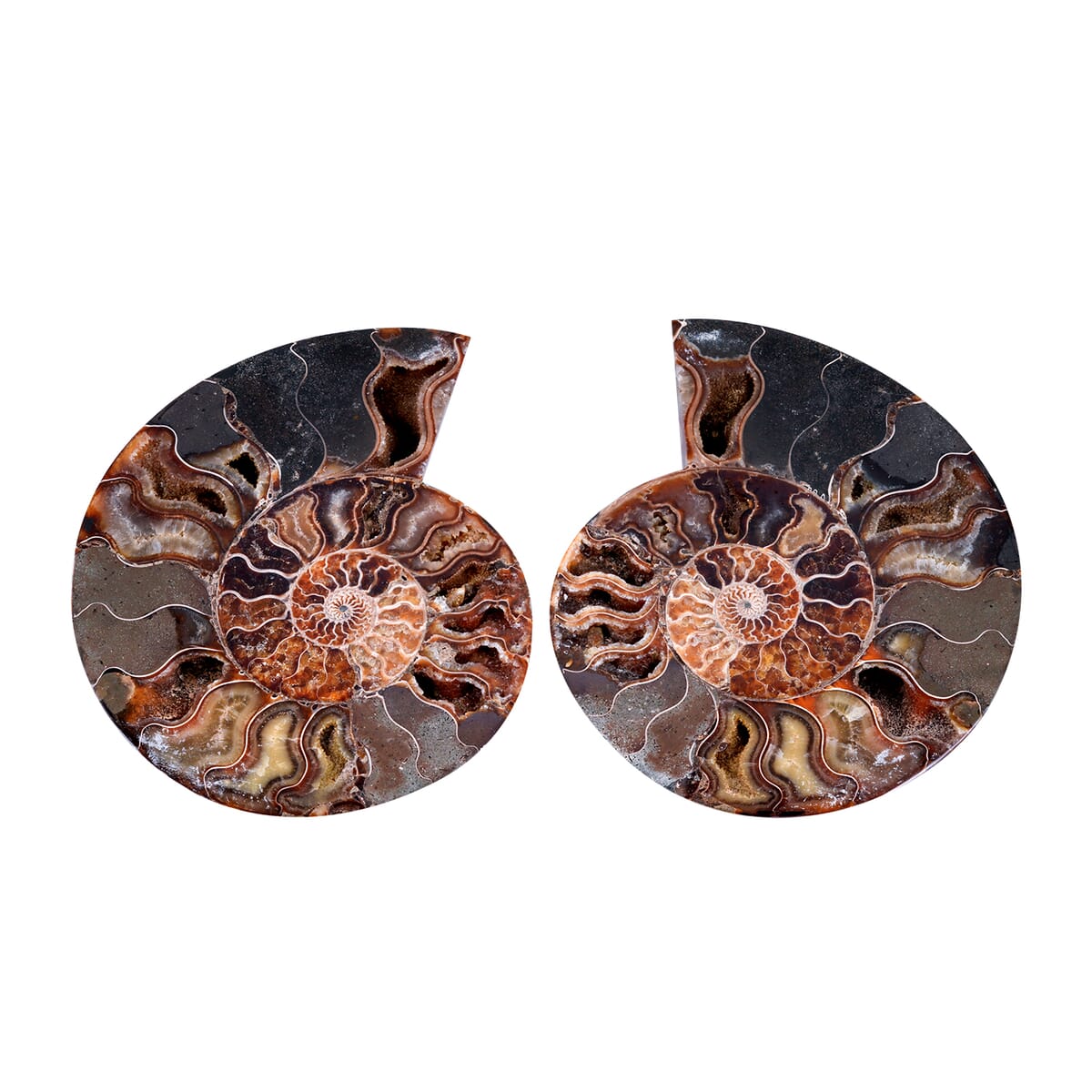 Ammonite 8-9 Approx 10800ctw image number 0