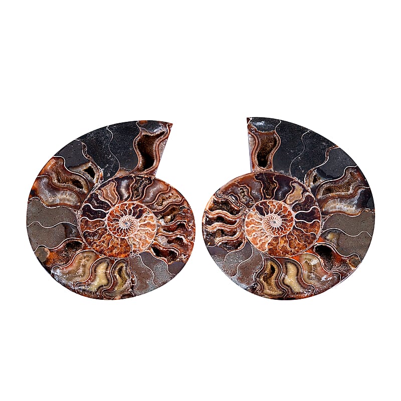 Ammonite 8-9 Approx 10800ctw