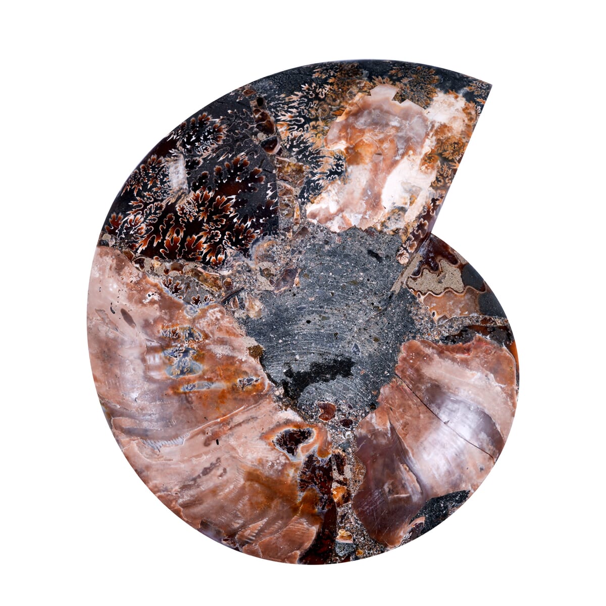 Ammonite 8-9 Approx 10800ctw image number 2