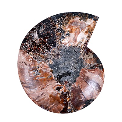 Ammonite 8-9 Approx 10800ctw
