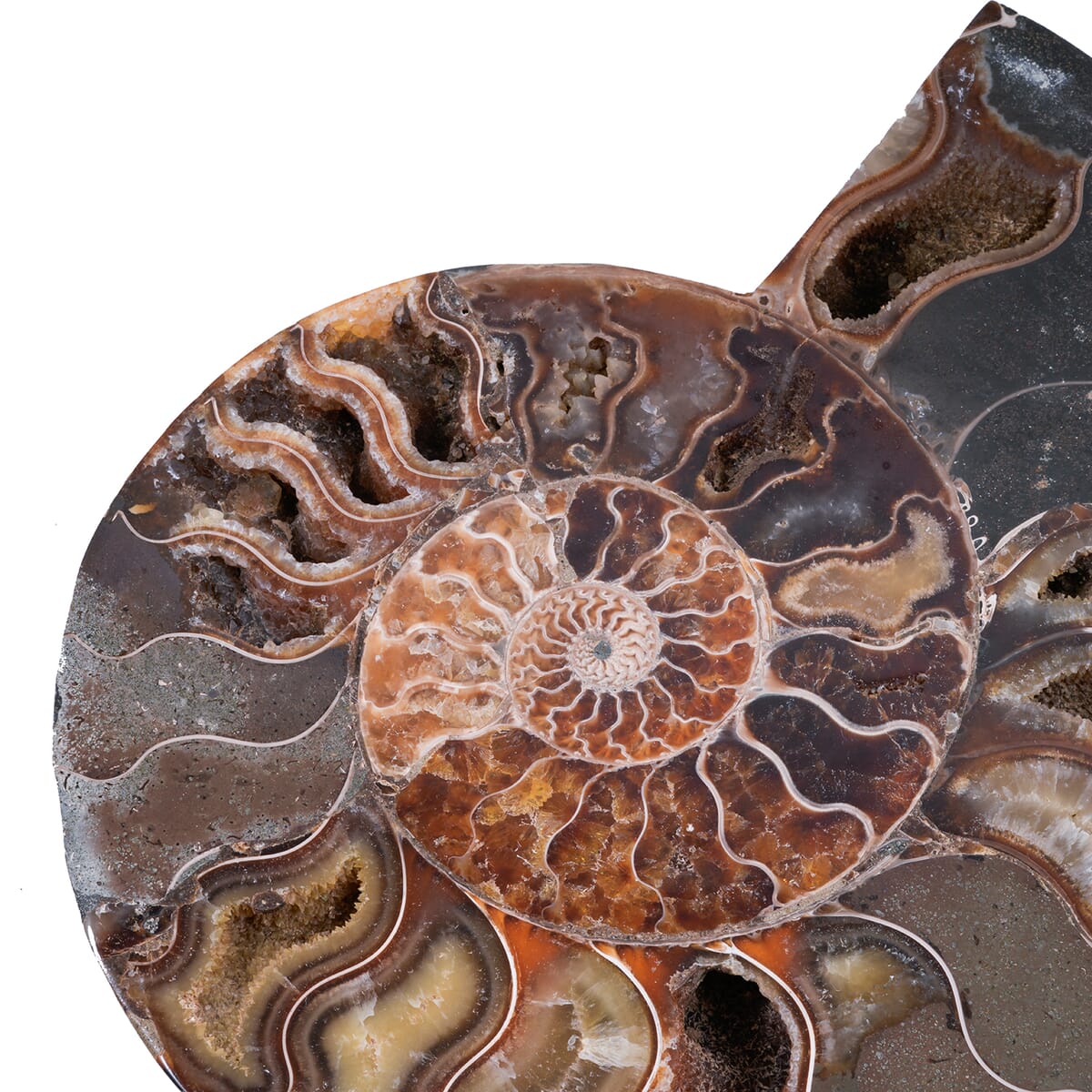 Ammonite 8-9 Approx 10800ctw image number 3
