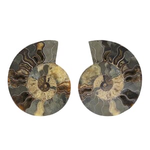Ammonite 9-10 Approx 12200ctw
