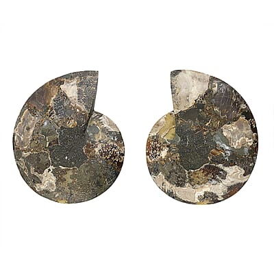 Ammonite 9-10 Approx 12200ctw