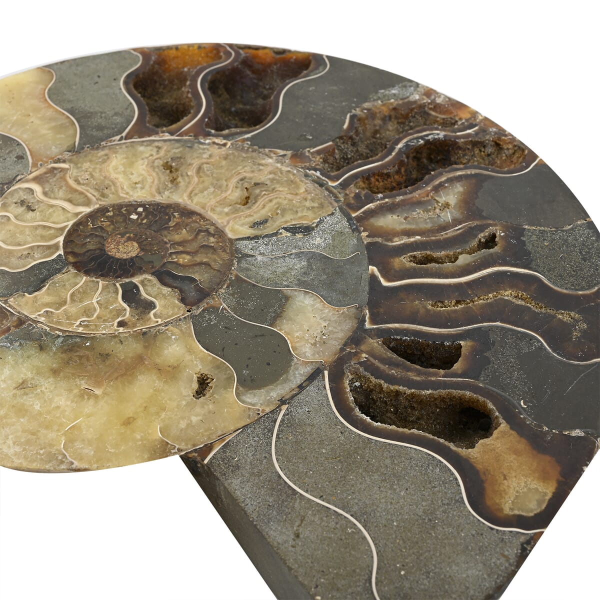 Ammonite 9-10 Approx 12200ctw image number 2
