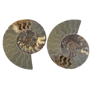 Ammonite 10-11 Approx 17200ctw