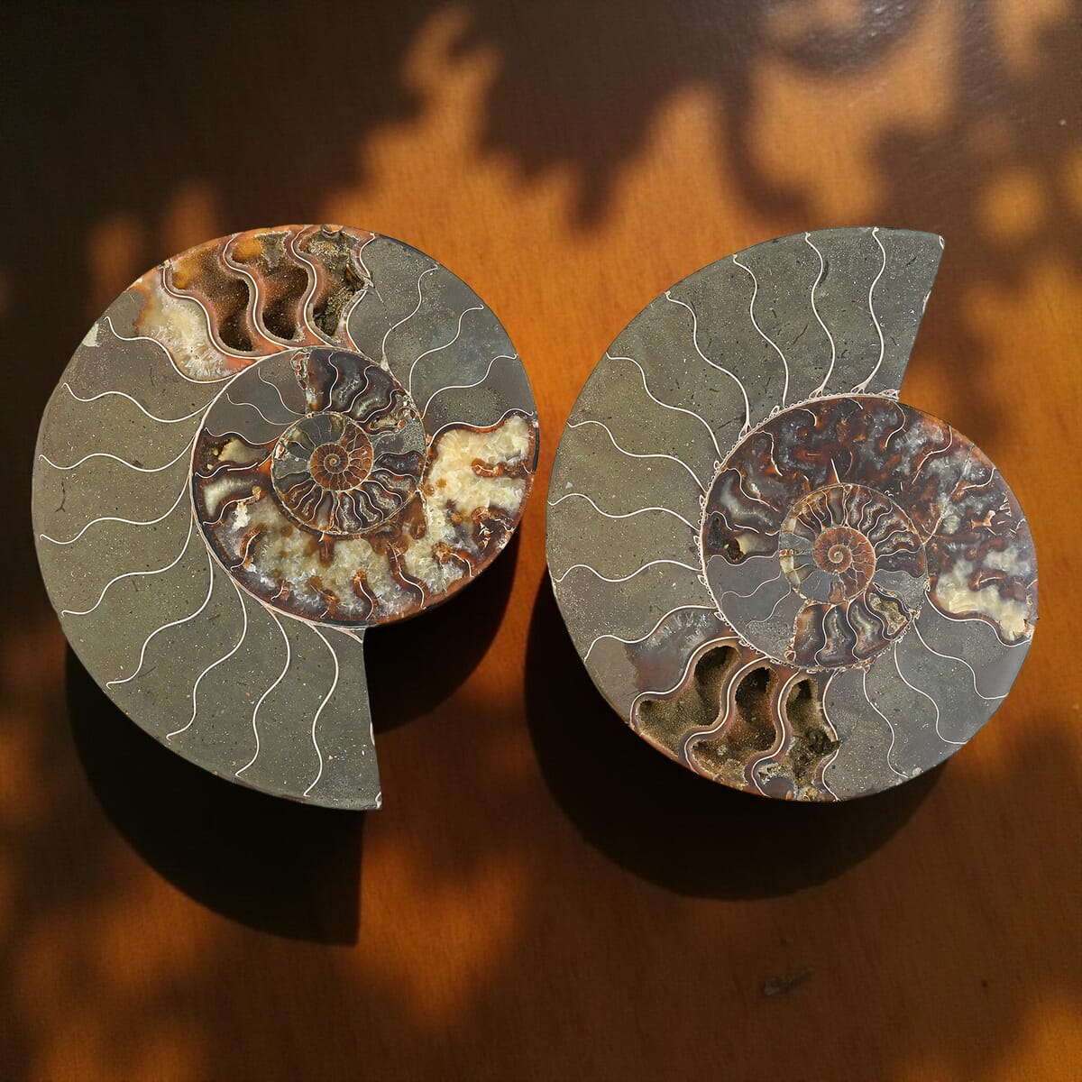 Ammonite 10-11 Approx 17200ctw image number 1