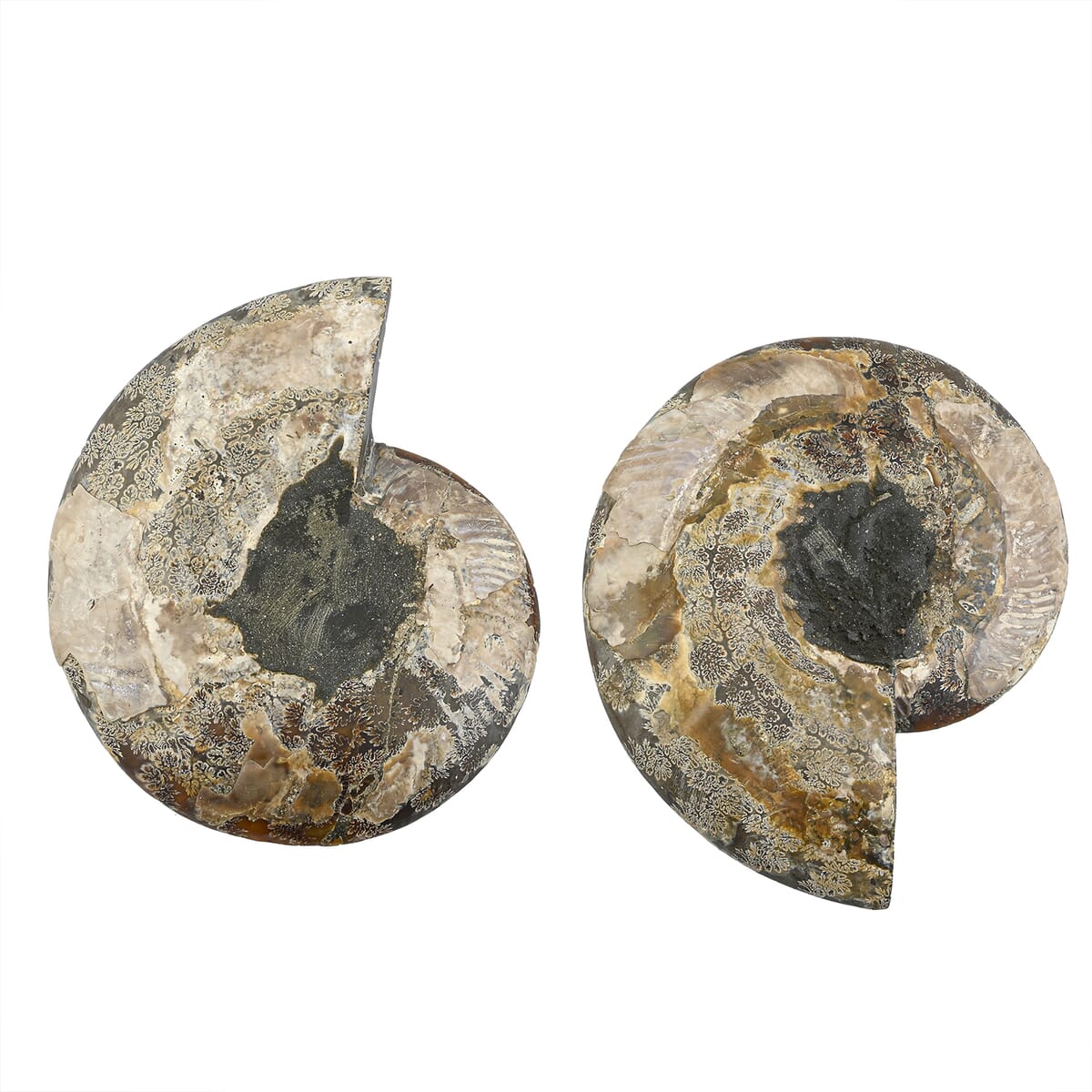 Ammonite 10-11 Approx 17200ctw image number 2