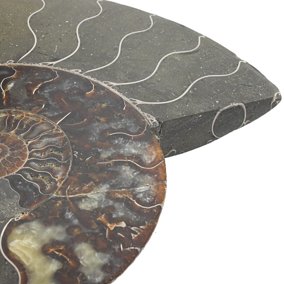 Ammonite 10-11 Approx 17200ctw image number 3