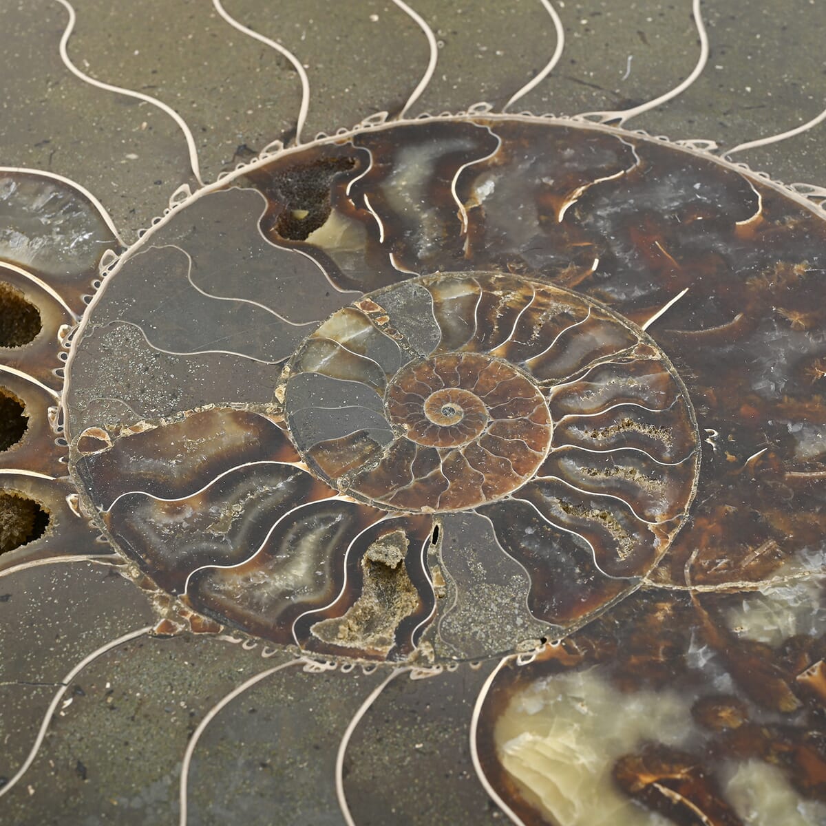 Ammonite 10-11 Approx 17200ctw image number 4