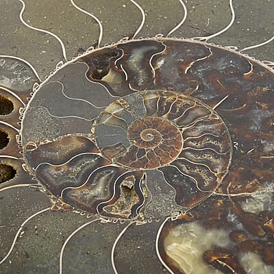 Ammonite 10-11 Approx 17200ctw