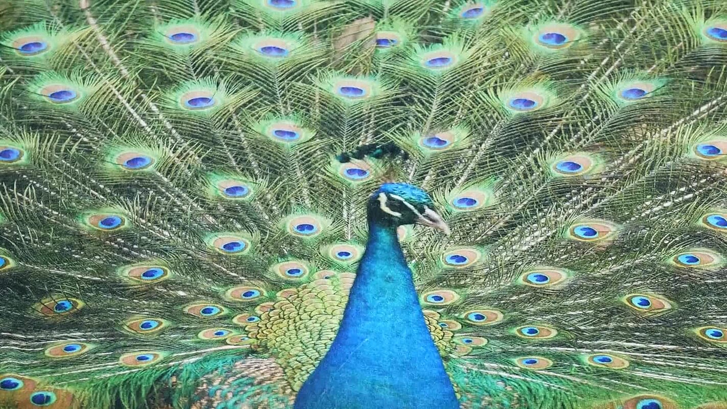 Livmore Green Peacock Pattern Digital Printed Flannel Blanket (59.06"×78.74")