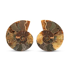 Ammonite&nbsp;Pair 3 Inch To 4 Inch 453ctw