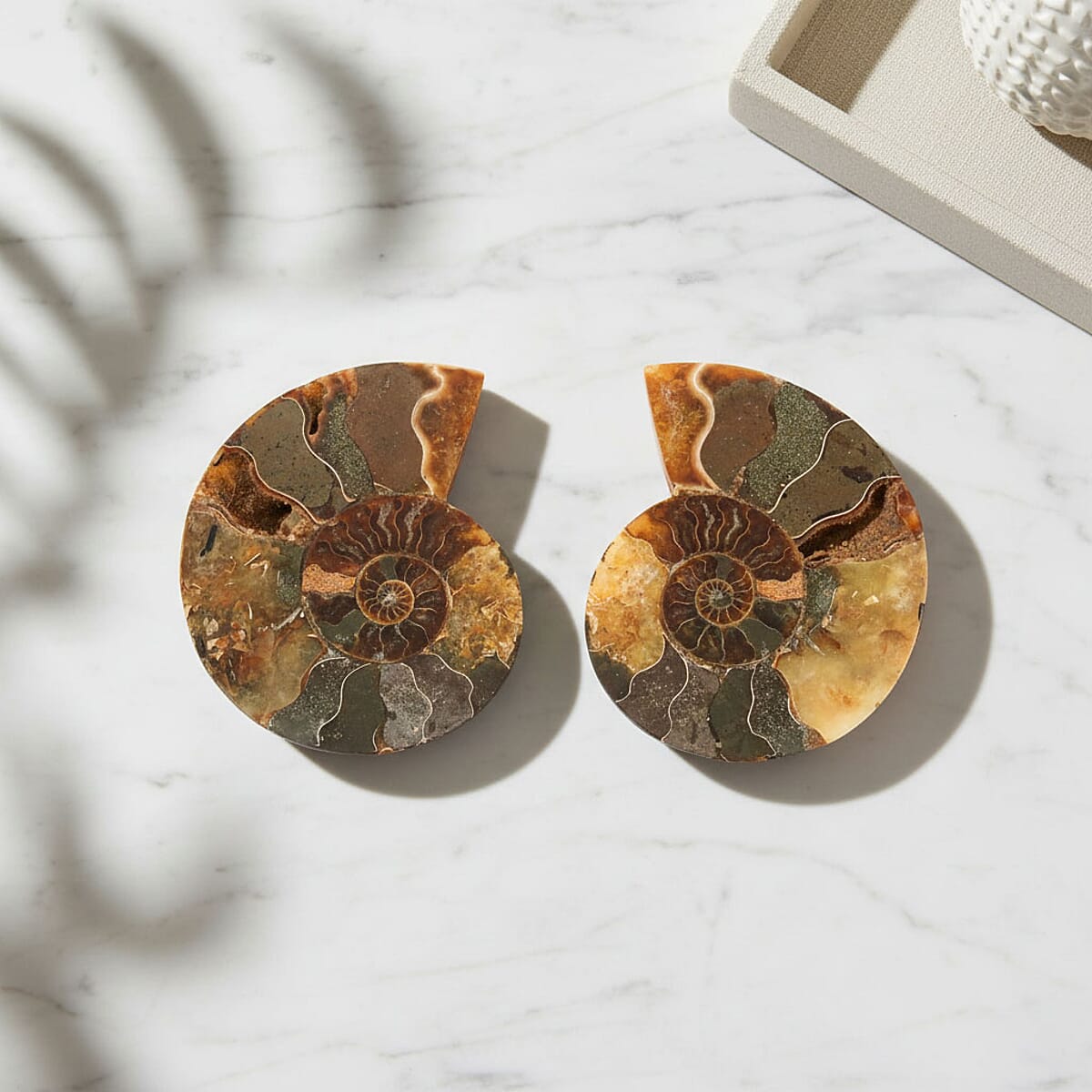 Ammonite&nbsp;Pair 3 Inch To 4 Inch 453ctw image number 1
