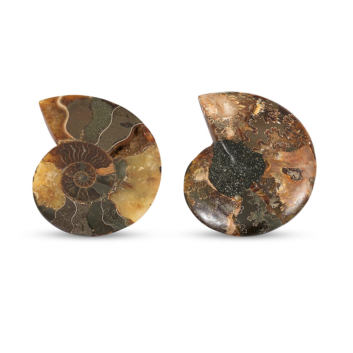 Ammonite&nbsp;Pair 3 Inch To 4 Inch 453ctw image number 2