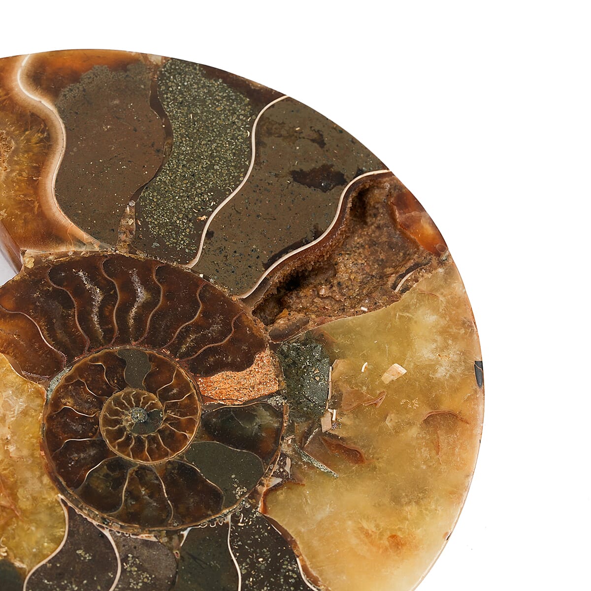 Ammonite&nbsp;Pair 3 Inch To 4 Inch 453ctw image number 3