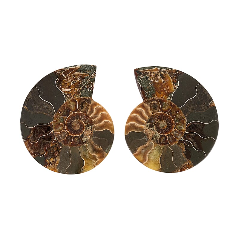 Ammonite Pair 4 Inch To 5 Inch 1360