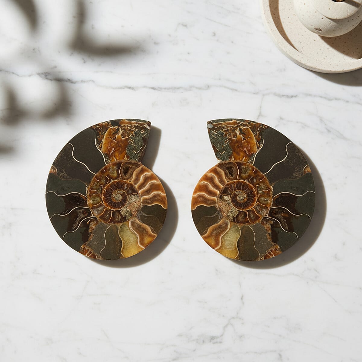 Ammonite&nbsp;Pair 4&nbsp;Inch To 5 Inch 1360 image number 1