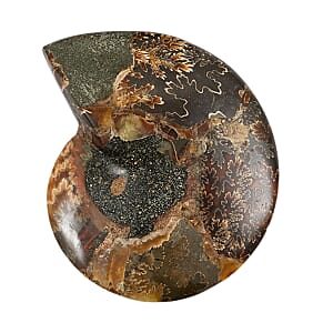 Ammonite&nbsp;Pair 4&nbsp;Inch To 5 Inch 1360