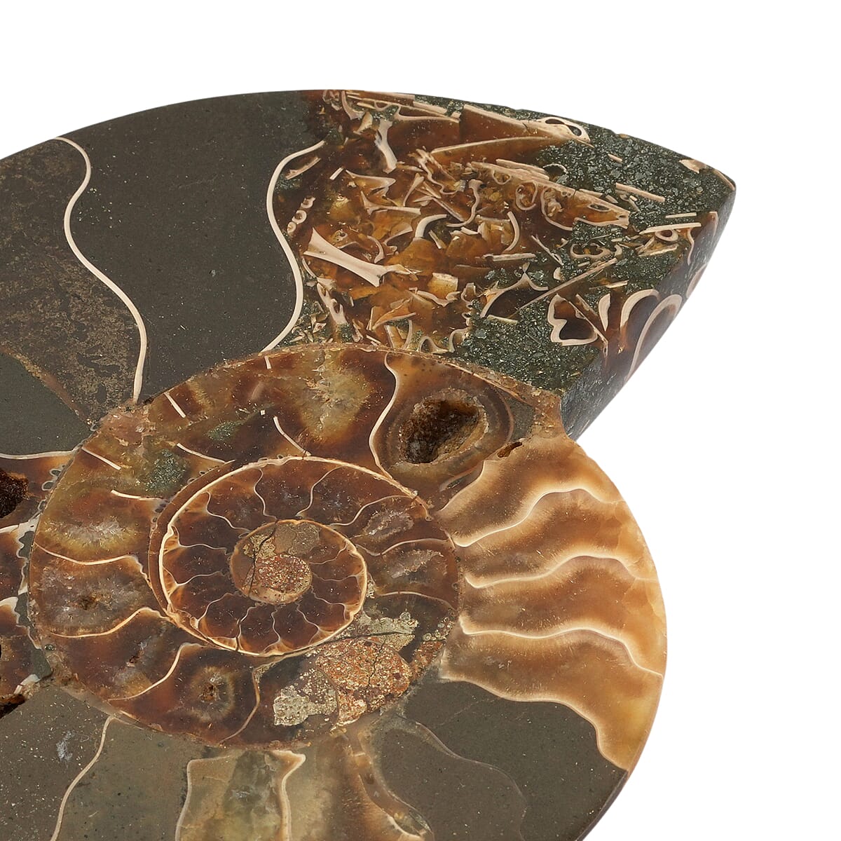 Ammonite&nbsp;Pair 4&nbsp;Inch To 5 Inch 1360 image number 3