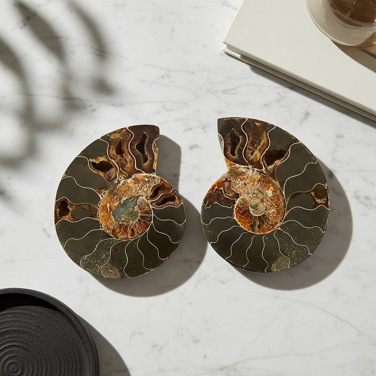 Ammonite&nbsp;Pair 5&nbsp;Inch To 6 Inch 3175ctw image number 1