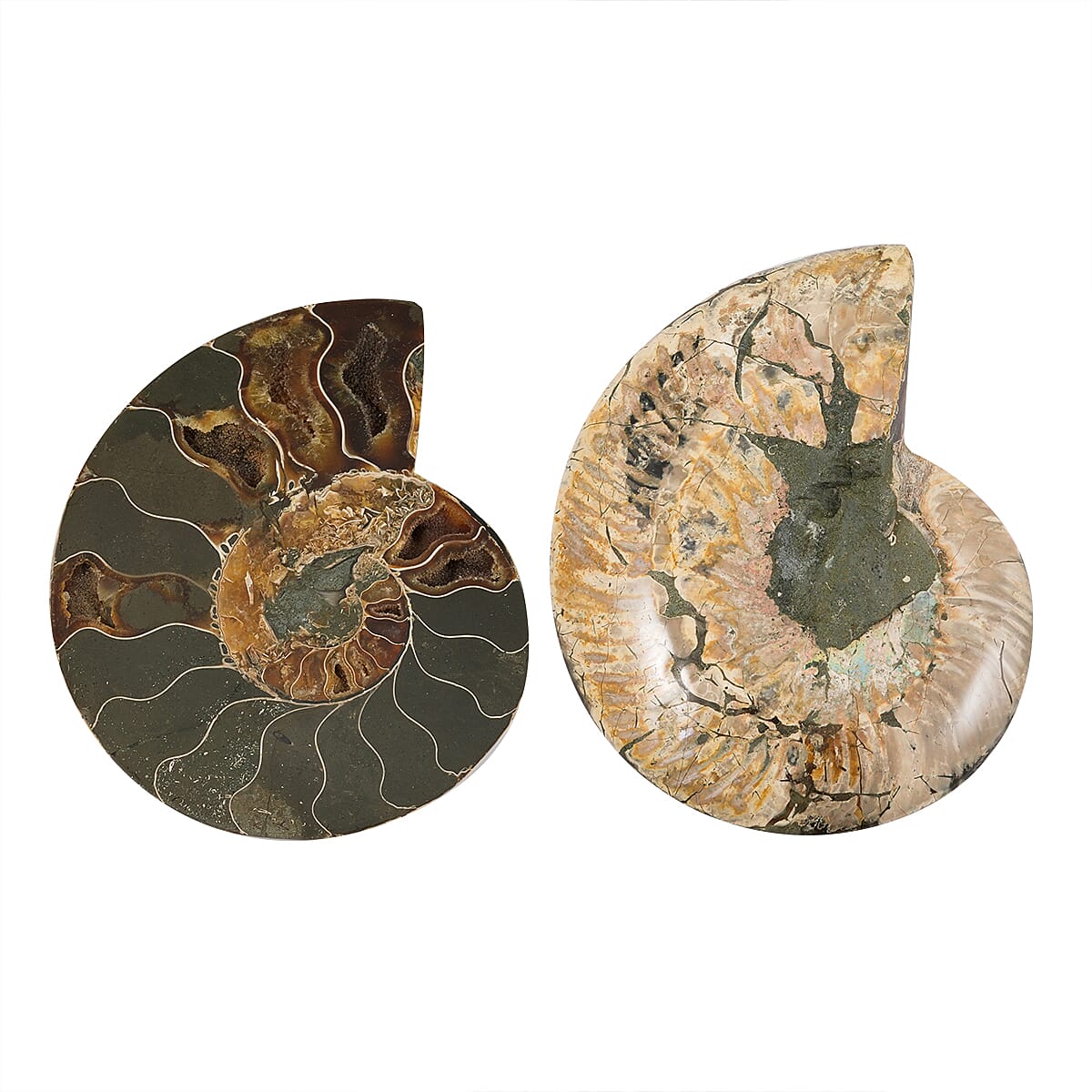 Ammonite&nbsp;Pair 5&nbsp;Inch To 6 Inch 3175ctw image number 2