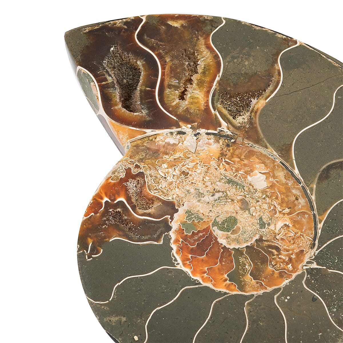 Ammonite&nbsp;Pair 5&nbsp;Inch To 6 Inch 3175ctw image number 3