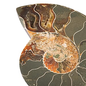 Ammonite&nbsp;Pair 5&nbsp;Inch To 6 Inch 3175ctw