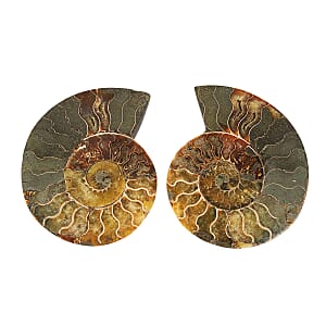 Ammonite&nbsp;Pair 6&nbsp;Inch To 7 Inch 5443ctw